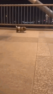 新郎|搞笑GIF图:这鞋藏的没谁了,新郎估计都要哭了吧