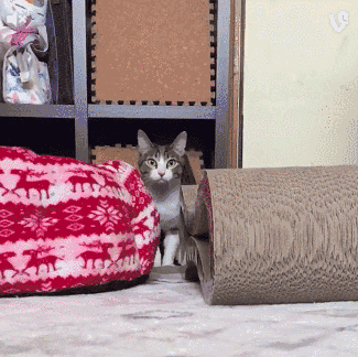 孩子|搞笑GIF：熊孩子：敌不动我不动！