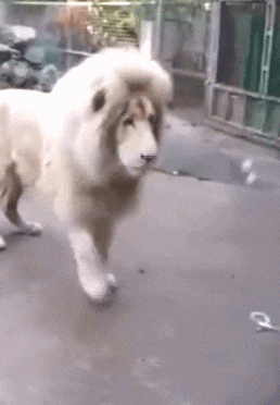 儿子|搞笑GIF：儿子，你为了老婆，这么做真的不值得！