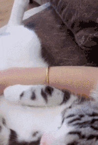 龇牙咧嘴|搞笑GIF:做人能不能雨露均沾?左边的小姐姐好可怜,给你一个爱的抱抱