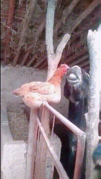 挫折|开心一刻：这位美女是事业上受到了什么挫折还是感情上受过挫折呢