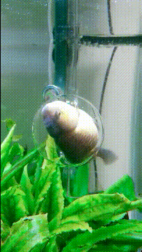 这是|搞笑GIF：这是一只不一般的公鸡，镇定自若