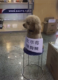 旅社|搞笑GIF：像不像精灵旅社里的小狼女？