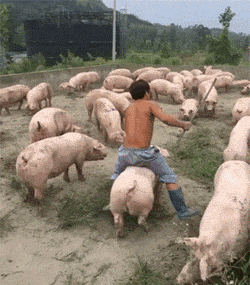 手机|搞笑GIF动图:小姑娘,我都说了多少次了,天热时单车是不能坐的