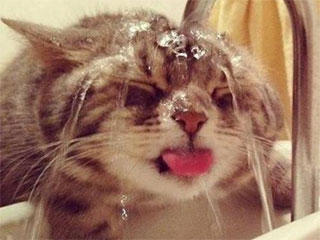 寻常|搞笑动态图GIF: 我说了本汪会功夫，不想挨揍你就乖乖的给我回去。