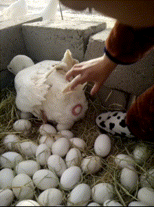 不好意思|搞笑GIF图:被人看着生孩子,鸭子都不好意思了!