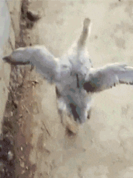 香蕉|爆笑GIF:兄弟别再敲门了,家里面没人