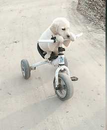 衣服|搞笑的GIF趣图：衣服洗一洗还能要，孩子就算了吧