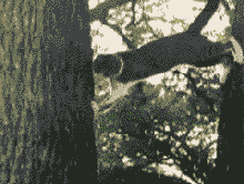 几万|搞笑GIF趣图:经过几万次的练习,这位大哥接西瓜的技术做到了不亏损的程度!