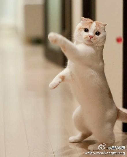 体型|随意变换体型的模特