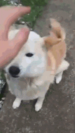 广阔|搞笑GIF: 你自由了, 奔跑吧! 这片广阔大地属于你了!