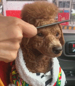 耙子|搞笑GIF图：目测腰间盘突出，调治仅需一日就好！