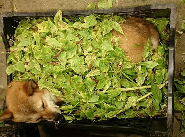 花园|要搬杂草去倒掉却抬不起来,低头一看差点笑死,当大爷柴超可爱!