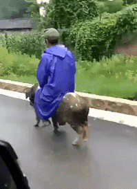 出行|GIF搞笑趣图：?这就是出行的工具啊！