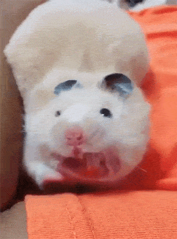 豪横|搞笑GIF：老板，你过来帮我看看，这汤怎么喝！