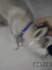 盖子|偷吃都不会,还好意思懵逼?太特么丢狗了