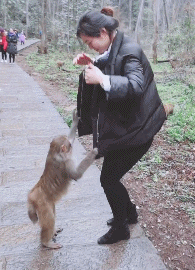 搞笑|搞笑GIF动图:美女走的好好的,就被一头猪看上了,男朋友还被踢走了?