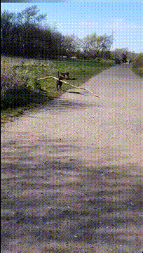 棒槌|搞笑GIF:黄狗:我也不知道为啥,黑狗拿起棒槌就打我屁股