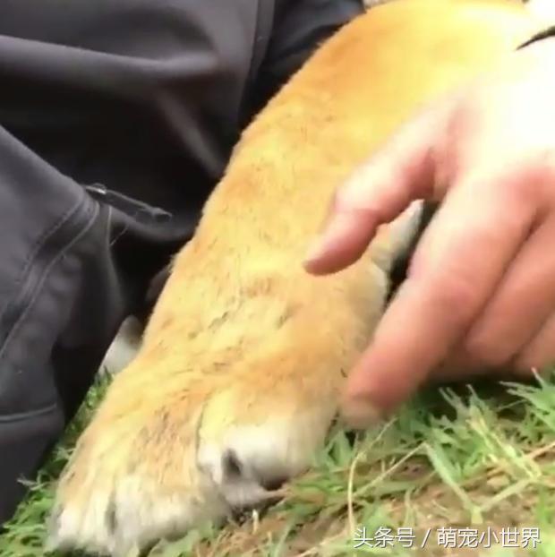 自拍|跟大猫玩自拍,它一脸憨呆已够爆笑,没想到再往下一看真的笑喷