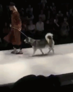 肤浅|搞笑GIF图:二哈:想用本汪圈钱,朕不是那样肤浅的人