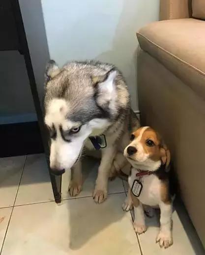 比格|养黑猫的猫奴，脚垫千万不要用黑色的，不然一不小心就会出猫命啊