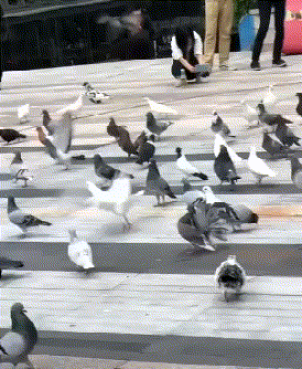 优秀|搞笑GIF动图：这只鸽子可能比较优秀，竟然学会了开屏！