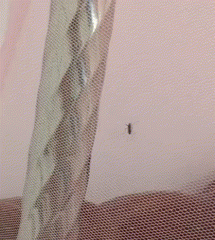 妹子|搞笑GIF：下雨了，下雨了，好大哦