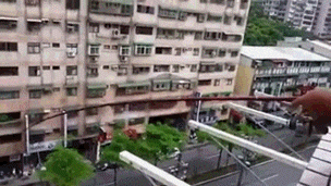 叛徒|搞笑GIF：鸭子：大家快注意一下，我们里面是不是出叛徒了