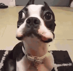 哈哈|搞笑GIF：哈哈，狗狗貌似一脸无辜的表情，没想到最后还是暴露了