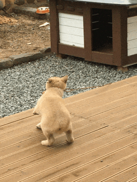 强势|搞笑GIF: 女友很强势, 男人一辈子的痛!