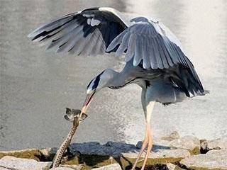 铅球|爆笑GIF秀：看你俩谁能抢过谁!