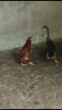 叛徒|搞笑GIF：鸭子：大家快注意一下，我们里面是不是出叛徒了