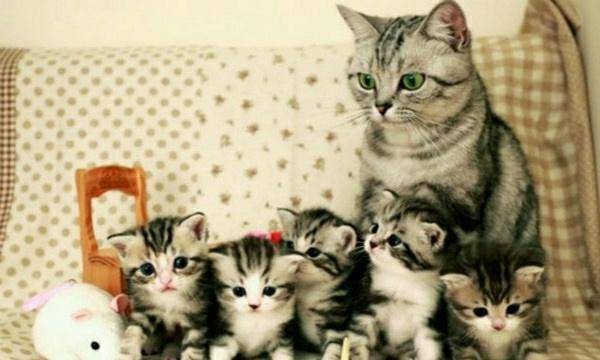 丈母娘|幽默笑话:丈母娘对我老婆喊道:闺女,你老婆说你坏话!