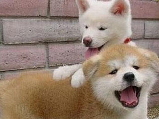 吃货|爆笑GIF动图:找了个女友是吃货,养不起呀