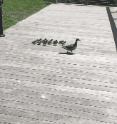 家子|搞笑GIF：看姑娘这身手，绝对是一练家子！