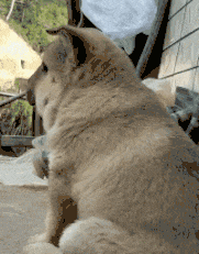 妹子|搞笑GIF:大哥你这是喜当爹啊