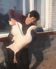 勇气|GIF趣图: 谁给你的勇气?少年