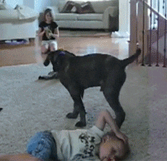 妹子|狗子，你在家就是这么欺负小主人的啊，厉害了！