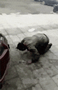 伴娘|搞笑GIF动图：哥们娶了个伴娘，天天听话的很