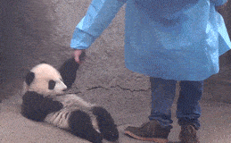 前妻|搞笑gif趣图：这车的质量太好了，不是人力就能破坏的！