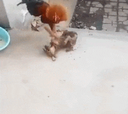 师兄|爆笑GIF:这野生的东西太酸了