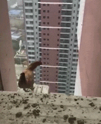 大哥|搞笑GIF:大哥,做什么生意的,这么有钱啊!