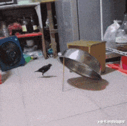 聪明|风趣GIF：好聪明的鸟，这反应估计没少被整吧！！