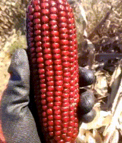 波神|搞笑GIF:兄弟,这是波神操作啊!还有谁?