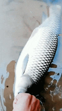 妹子|搞笑GIF趣图：台风确实好大哦，吹得摄影师拿不住机器