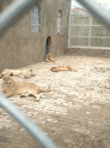 妹子|搞笑GIF：妹子的功力好深厚