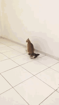 不为瓦全|搞笑GIF:猪:宁为玉碎不为瓦全!