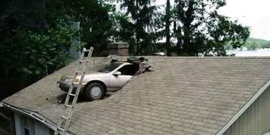 妹子|狗子，你在家就是这么欺负小主人的啊，厉害了！