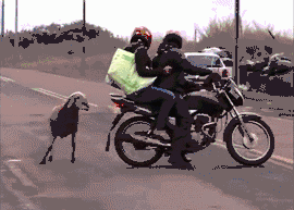 妹子|搞笑GIF：你看什么呢？没看到我上不去了！帮帮我！