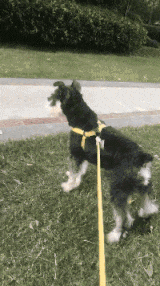 牛车|搞笑GIF：胖媳妇，要用牛车拉回去！